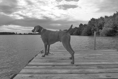 Weimaraner on pier over lake against sky