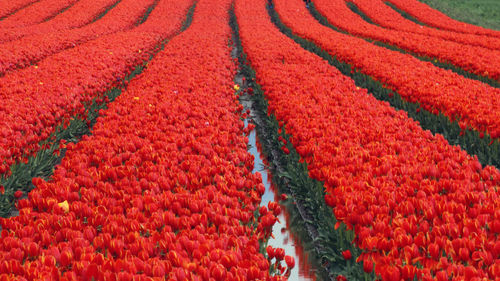 Full frame shot of red flowers growing on field
