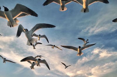 Low angle view of seagulls flying against sky