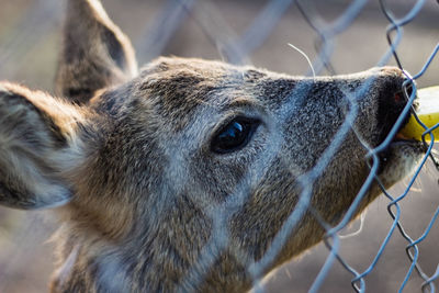 Close-up of an animal looking away