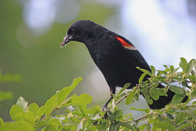Close-up of bird perching on a plant