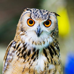 Close-up portrait of owl