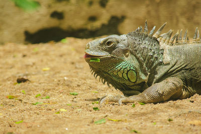 Close-up of a lizard on a field