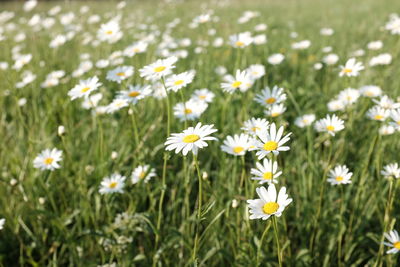 Close-up of white daisy flowers