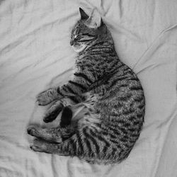 Cat sleeping on bed