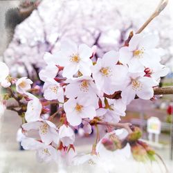 Cherry blossoms in spring