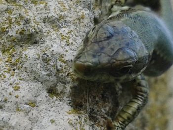 Close-up of turtle in sea