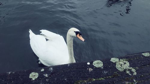 High angle view of swan in lake