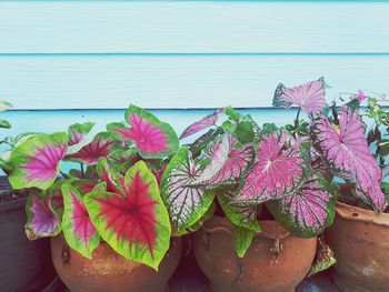 Close-up of pink flowers on potted plant