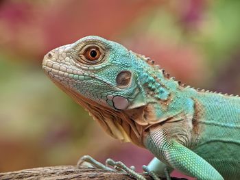 Iguana Reptile