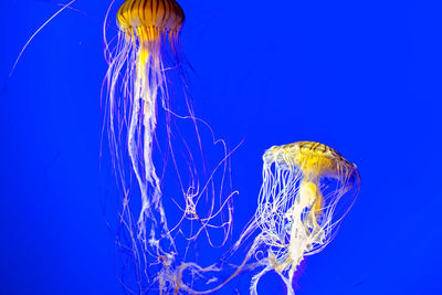 Close-up of jellyfish in water