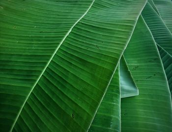 Full frame shot of green leaf