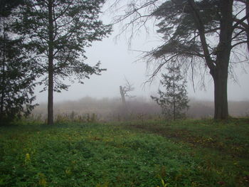 Trees on field in foggy weather