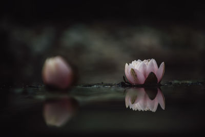 Close-up of pink flower floating on water