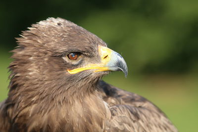 Close-up of eagle