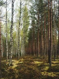 Trees in forest