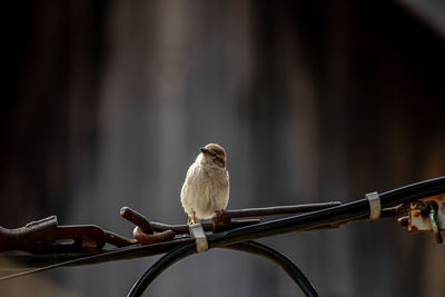 Close-up of bird perching on branch