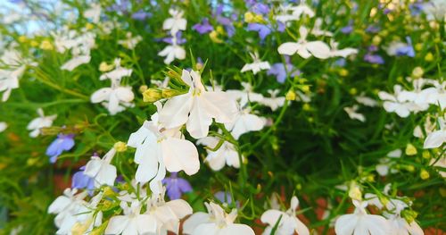 Close-up of white flowers blooming outdoors