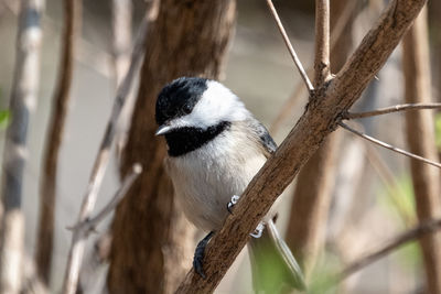 Close-up of bird perching on branch