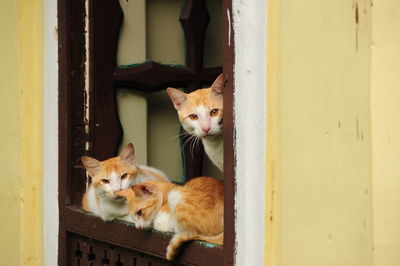 Portrait of cats sitting