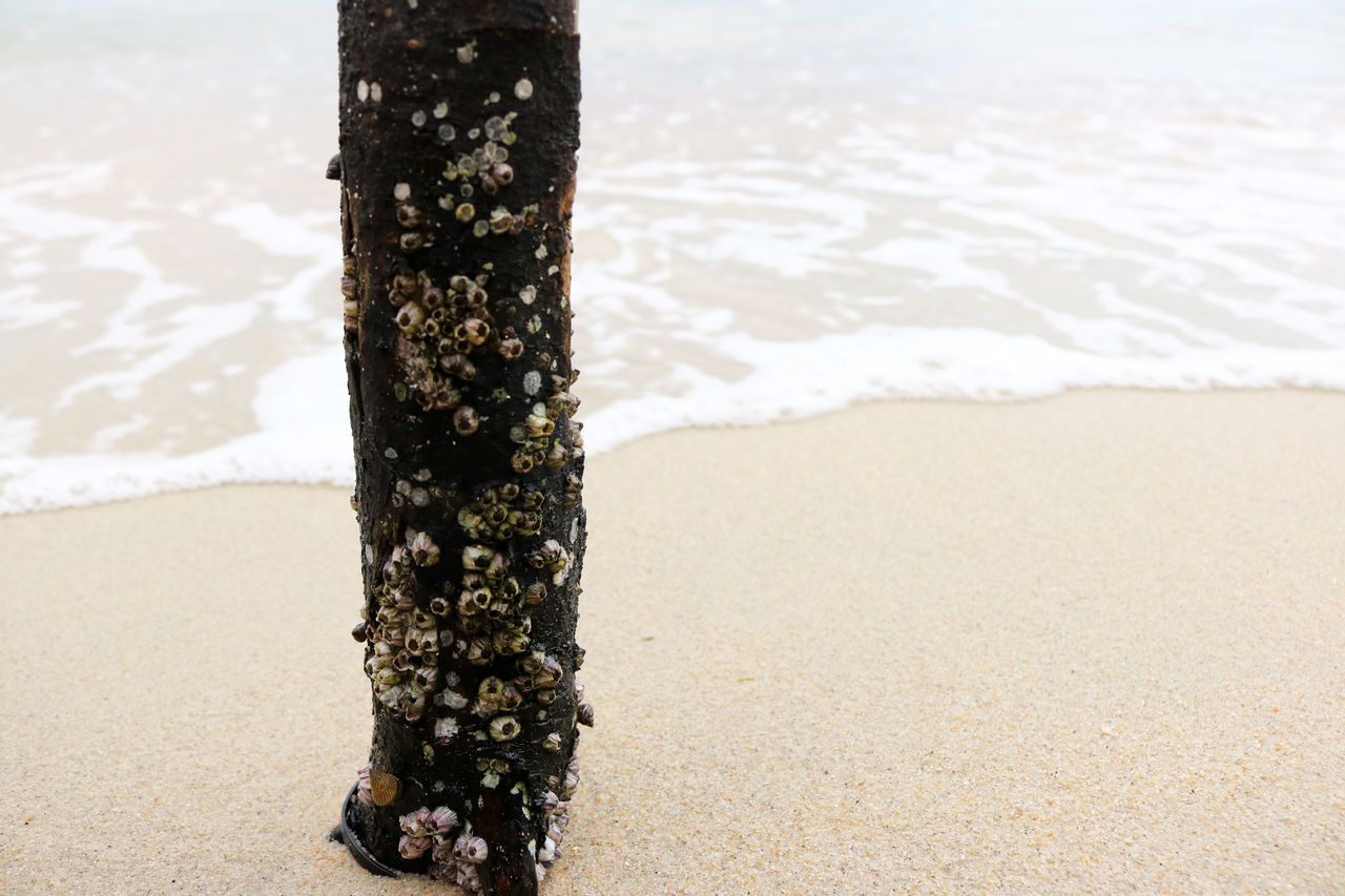 Acorn Barnacles