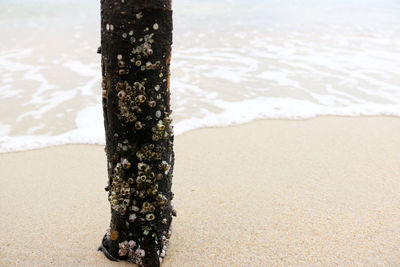 Scenic view of beach