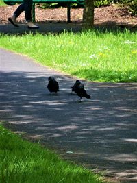 View of birds on field