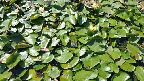 High angle view of green leaves floating on water