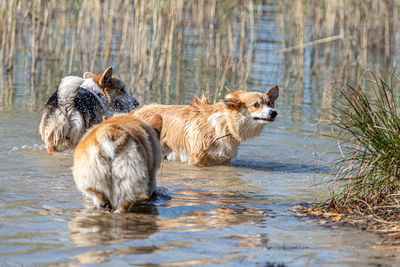 Dogs in a lake