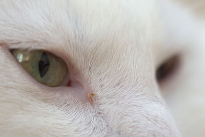 Close-up of cat