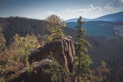 Scenic view of rock formation in forest