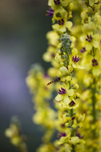 Close-up of yellow flowering plant