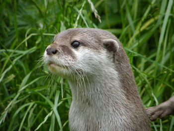 Close-up of meerkat