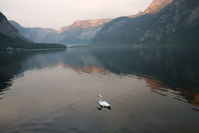 Swan swimming in lake