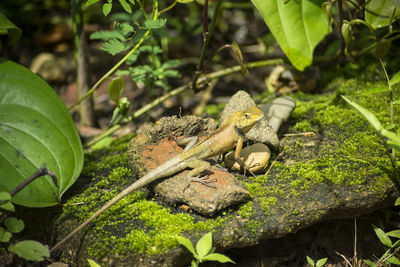 Close-up of frog on plant