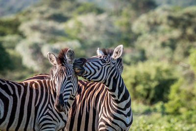 Zebras in forest