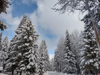 Panoramic view of trees against sky