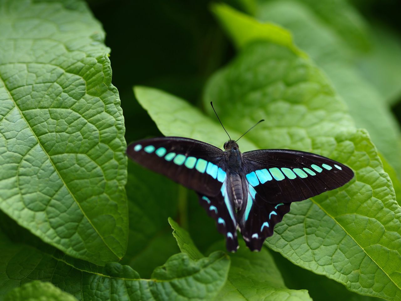 leaf, one animal, insect, animals in the wild, animal themes, green color, butterfly - insect, close-up, no people, butterfly, nature, day, outdoors, animal wildlife, plant, beauty in nature, freshness