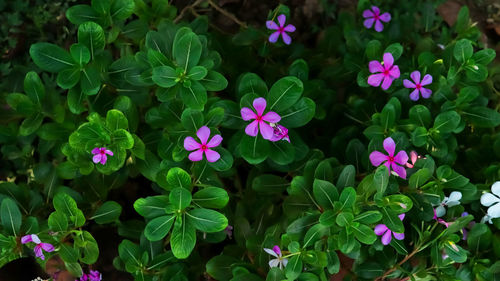 High angle view of pink flowering plants