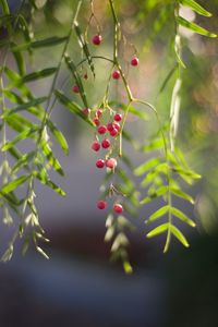 Close-up of leaves hanging on tree