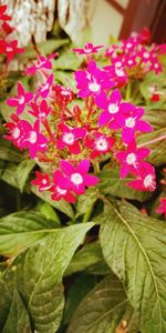 Close-up of pink flowering plant