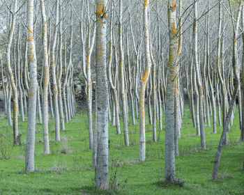 View of trees in forest