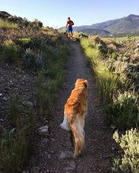 Rear view of dog walking on land