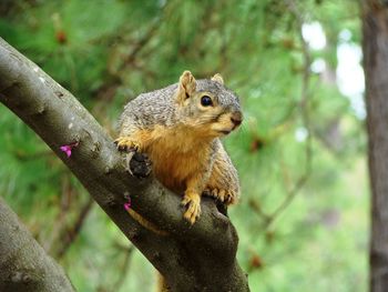 Close-up of squirrel on tree