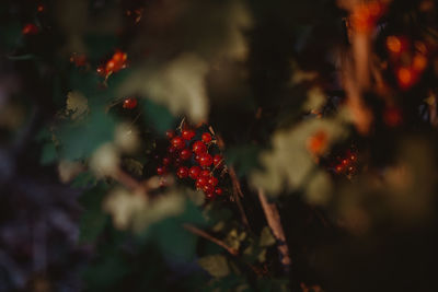 Close-up of red berries growing on tree