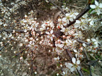 Close-up of cherry blossom tree