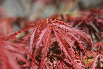 Close-up of red leaves on plant during autumn