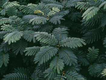 Full frame shot of fresh green leaves