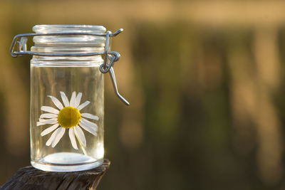 Close-up of flower in jar on table