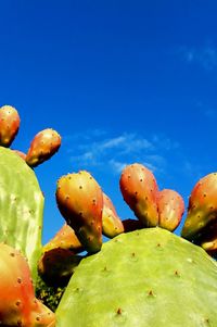 Low angle view of prickly pear cactus against sky